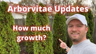 How fast do arborvitaes grow? Arborvitae updates 1 year later.