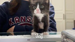 VLOG‍⬛ Say hi to my Tuxedo Kitty