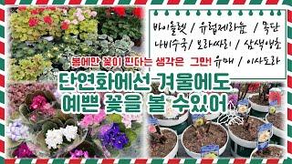  겨울 야생화 종류와 실내 식물 키우는 방법 단연화 010.8446.1438 문자주문 심폴 #유럽제라늄 #제라늄키우기 #야생화 #노지월동 #심폴단연화