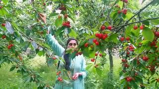 Visit to a cherry orchard in Hunza