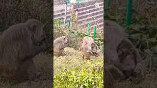 monkey's funny life  //#shorts #funny #funnyvideo #funnymonkey #monkey #trending #ytshorts