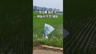 (에듀파머) 땅심을 잃은 논, 벼농사가 안 돼요.