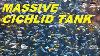 LARGEST AFRICAN CICHLID AQUARIUM TANK