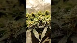 Day 66 - Wedding Cake Auto by Barney's Farms - 1st Time - 2x2x3 Mini Tent Grow