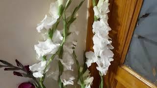 #цветы #гладиолус / Гладиолус Вайт Просперити (лат.gladiolus White Prosperity). Агротехника