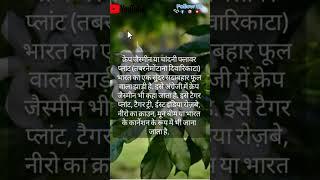 about pinwheel flower ( Chandni ) plant | #chandni #plant #viral #subscribe