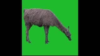 Green screen animation animals || Lamba Green screen videos #greenscreenanimals