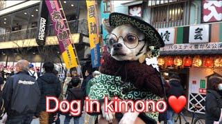 Japan kimono  #dog