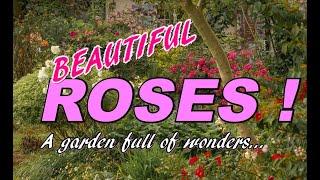 Jardin de Roses - Wonderful Rose Garden - [labelled]