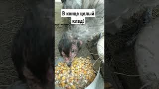 Сняли курицу с яиц покушать, а там....   #animals #жизньвдеревне #прикол #деревенскаяжизнь #село