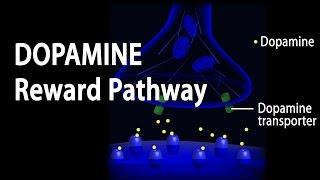 Neuroscience Basics: Dopamine Reward Pathway, Animation.