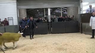 20231209131045  lot  259 Auldhouseburn  16,000gns  to Sportsman