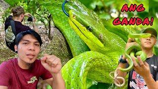 MAHIWAGA AT MARILAG NA BERDENG AHAS! #DavaoCity #KingCobra #Banakon #Cobra #CobraTeam #Duterte