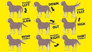 Interpret Dog Tail Wags: How to Understand Dog's Body Language