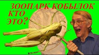 Как Поймать Кузнечика? Городские Кобылки? Кто Это? Зоопарк Кобылок. Школа Энтомолога.