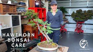 Hawthorn Bonsai Care Demystified – Learn with Madam Bonsai!