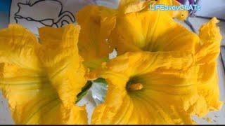 #南瓜花最好吃的做法#How to Cook #Pumpkin #Flowers