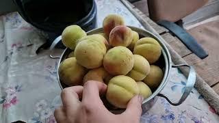 какой урожай картошки/ что на ужин