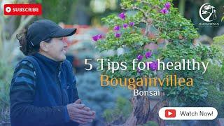 5 Tips for Healthy Bougainvillea Bonsai