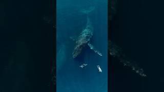 Beautiful interaction between White-Sided Dolphins and a Humpback Whale! #whale #dolphins