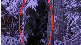 Bigfoot Spotted In The Forest Near Banff Park