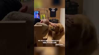 Funny Pet Videos  Best Cats & Dogs Clips  PART 36