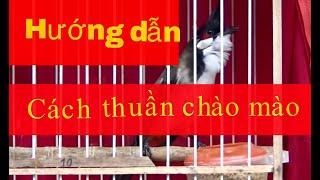 Hướng dẫn AE thuần bổi hiệu quả nhất