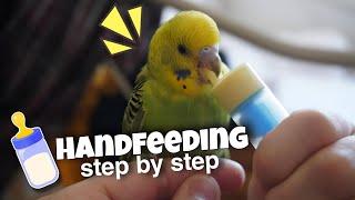 Tips for Handfeeding Baby Budgies