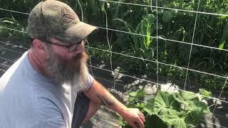 Garden Tour (July 15, 2021) South Central Kentucky