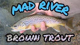 Brown Trout on artificial lures (MAD RIVER OHIO)