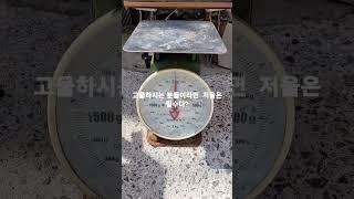 고물은 저울이 필수다?#shotrs (신주 그리고 구리를 팔기전에 집에서 꼭 확인하시면 좋습니다)구독부탁합니당/#고물 #구리
