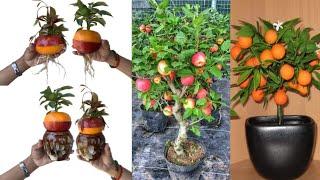 How to grow apples and oranges at the same time