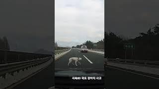 시속80 개 교통사고