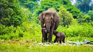 Ukui's new Sumatran elephant baby