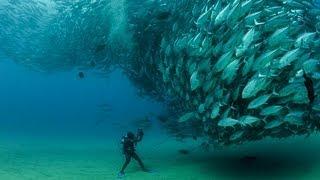 TUNA TORNADO - Huge Swarm of Jack Fish Dwarf Scuba Diver