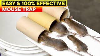 Best and Easy Mouse Trap Bucket | Rat Trap Homemade | DIY Mouse Trap