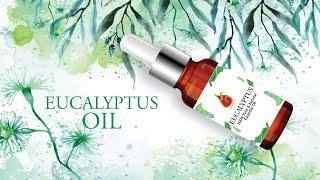 Eucalyptus Oil Manufacturer