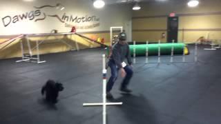 Agility Teams Training at DIM