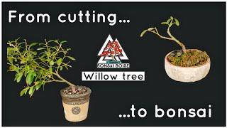 Willow tree bonsai - From cutting to bonsai. (A full walk through)