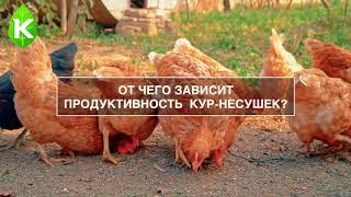 От чего зависит продуктивность кур-несушек