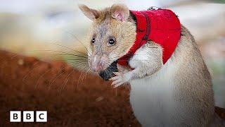 How giant rats in tiny vests are sniffing out crime | BBC Global