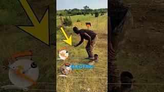 How Electric Fences Actually Work #shorts
