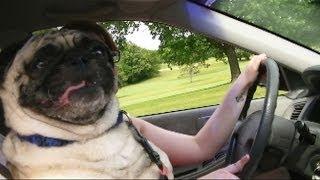 A Pugs Adventure