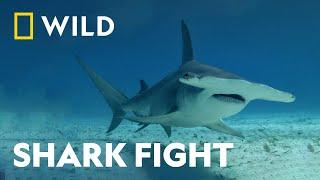 Fin-To-Fin Combat | Bull Shark Vs Hammerhead | National Geographic Wild