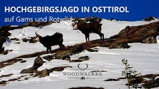 Hochgebirgsjagd in Osttirol | kapitale Gamsgeiß erlegt  | die besten Jagdfilme | Woodwalker ep#59