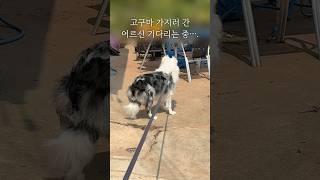 앞집 어르신 삥 뜯으러가는 보더콜리