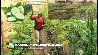 Growing Millions Of Cucumbers In Greenhouse - Modern Cucumber Farming.