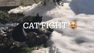 Cat Fight || Merbel The Explorer