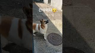 #간식 #주세요 #절세미견