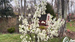 Santa Rosa plum harvest